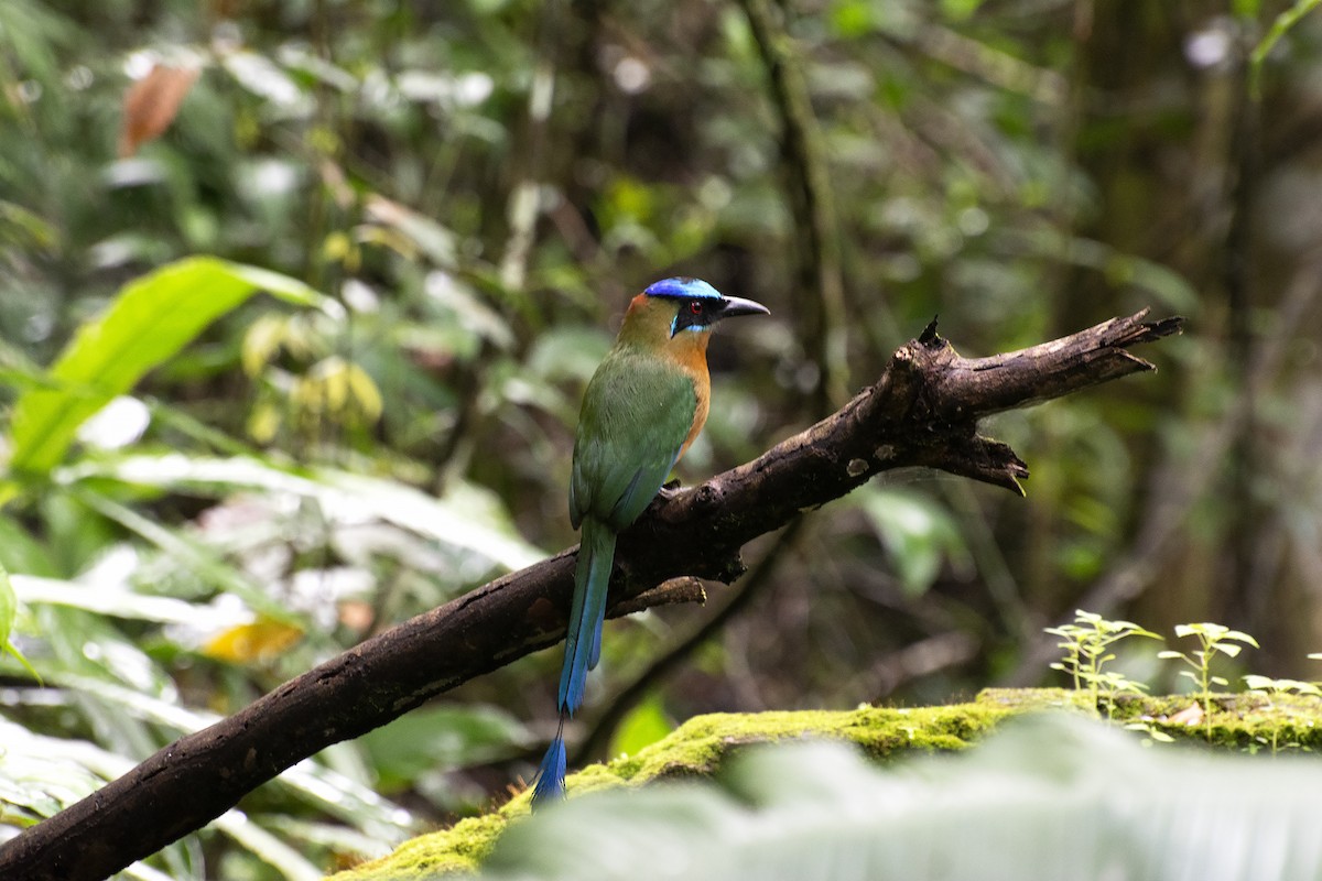 Amazonasmotmot - ML641983229
