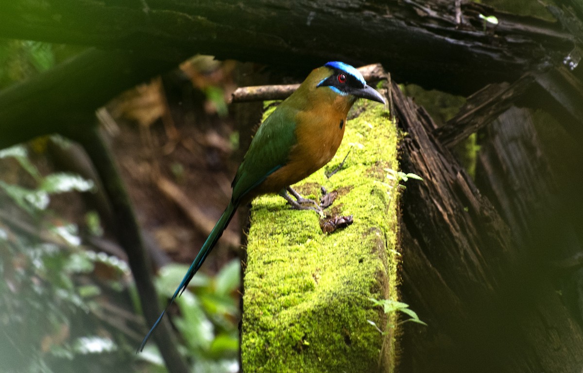 Amazonasmotmot - ML641983230