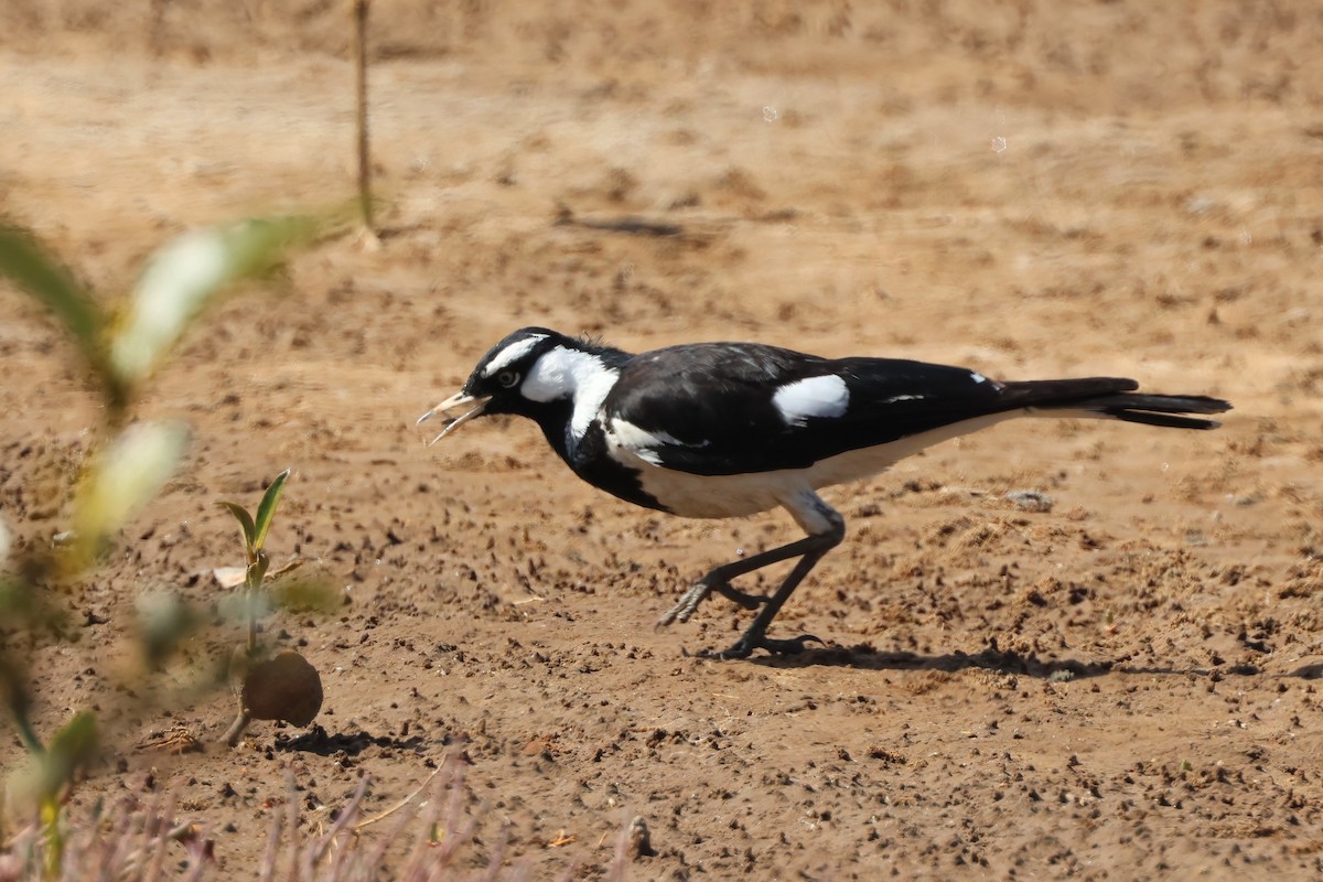 Magpie-lark - ML641983244