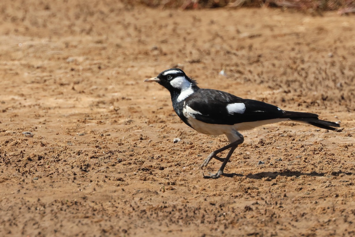 Magpie-lark - ML641983245