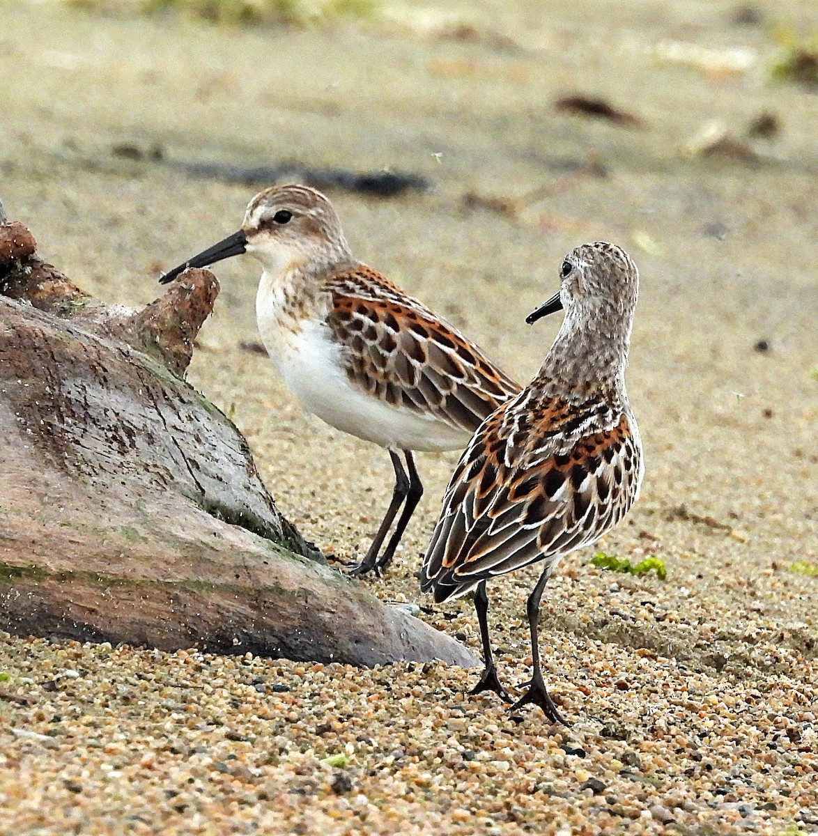 Western Sandpiper - ML641983247