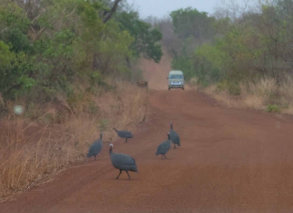 Helmeted Guineafowl (West African) - ML641983257