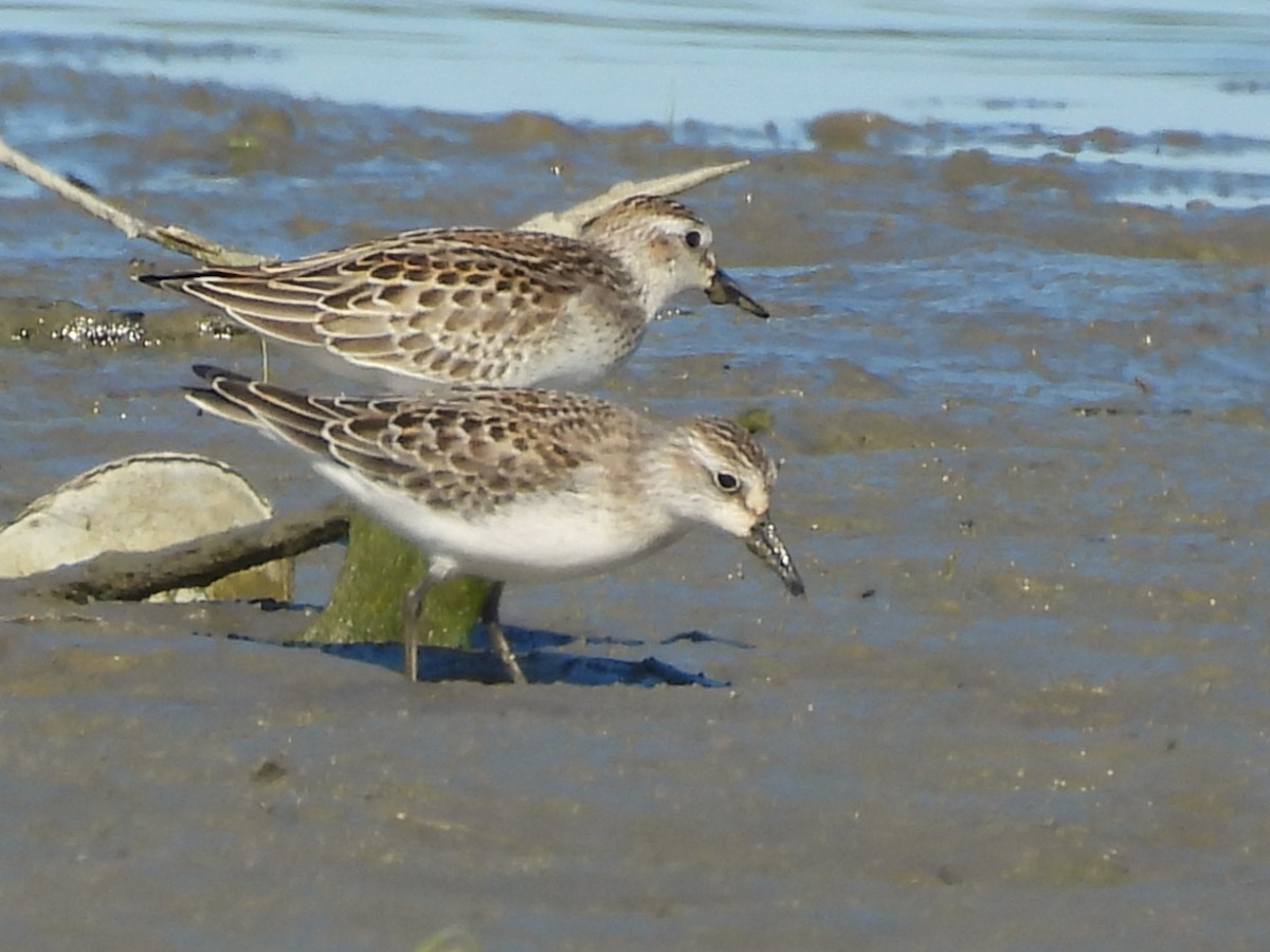 Semipalmated Sandpiper - ML641983274
