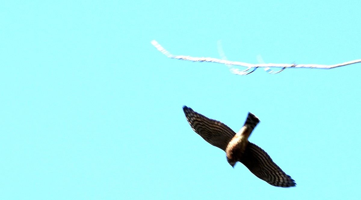 Sharp-shinned Hawk - ML641983275