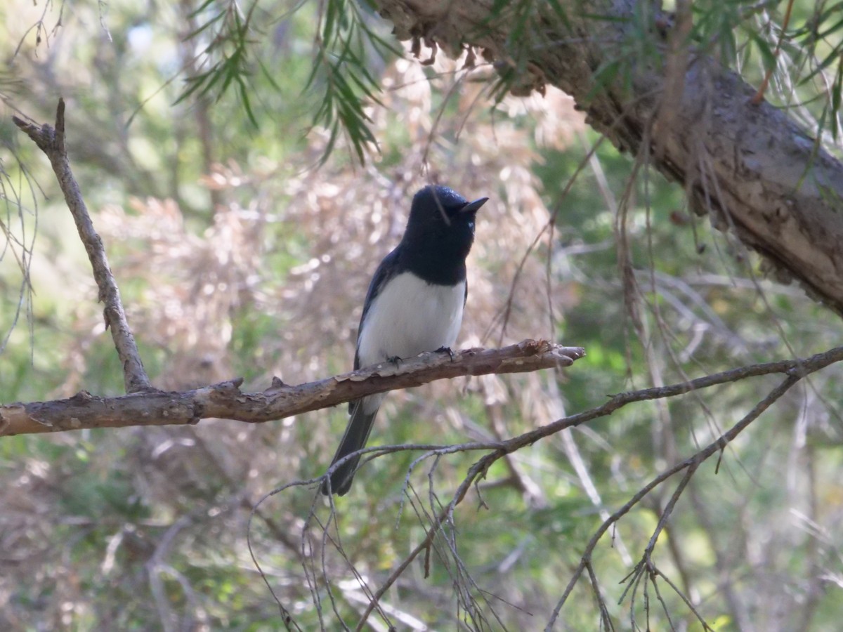 Leaden Flycatcher - ML641983279