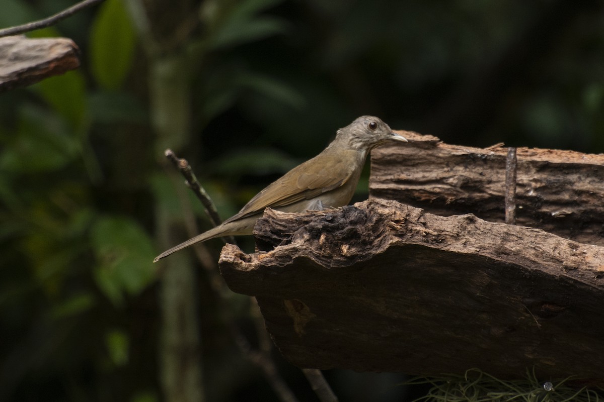 Pale-breasted Thrush - ML641983281