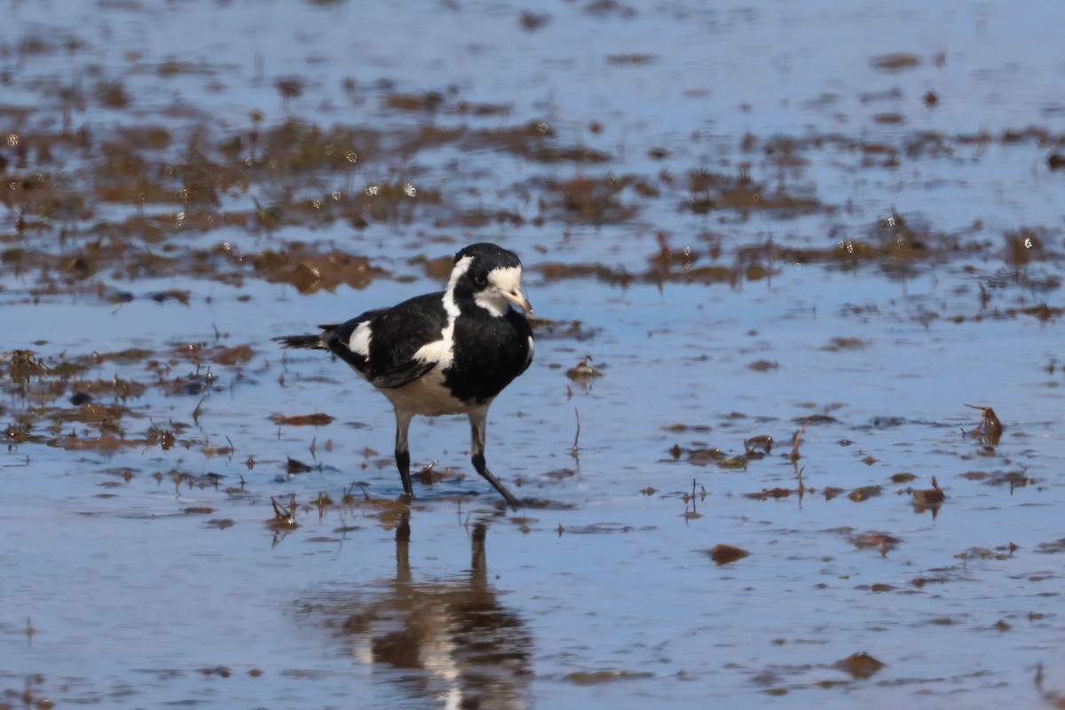 Magpie-lark - ML641983283