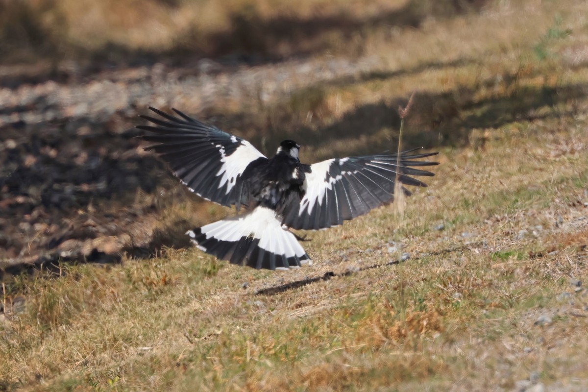 Magpie-lark - ML641983284
