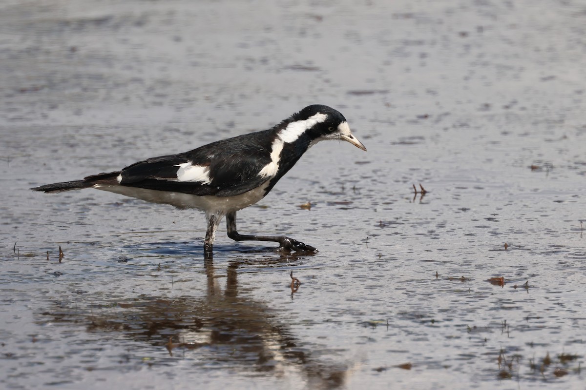 Magpie-lark - ML641983285