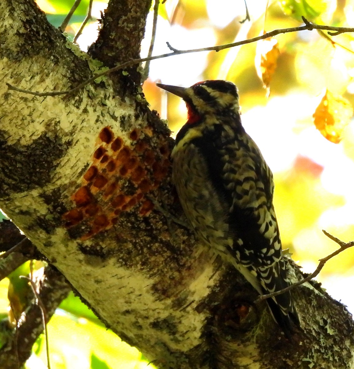 Yellow-bellied Sapsucker - ML641983308