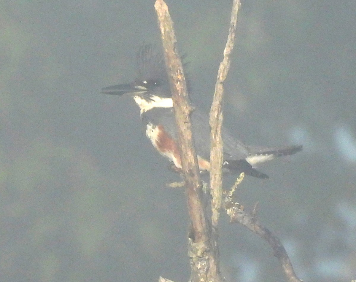 Belted Kingfisher - ML641983317