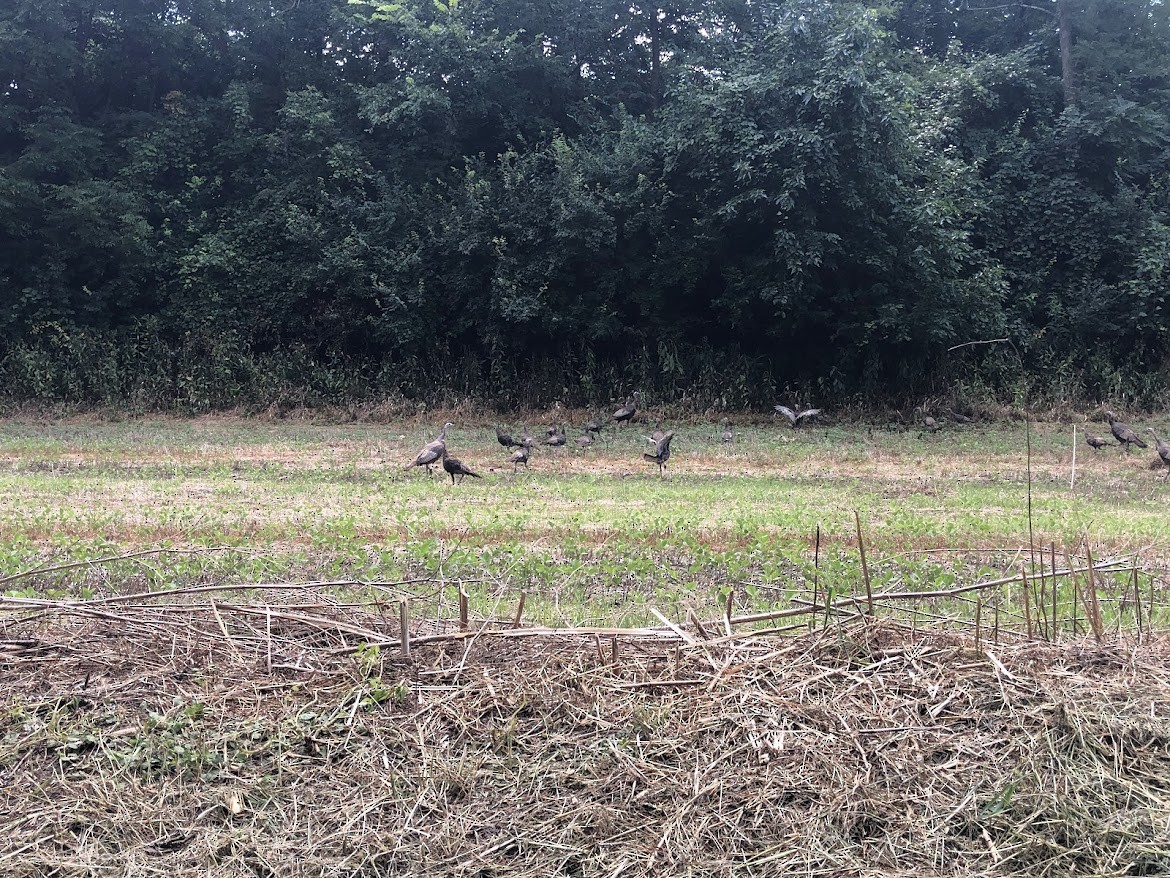 Wild Turkey - ML641983322