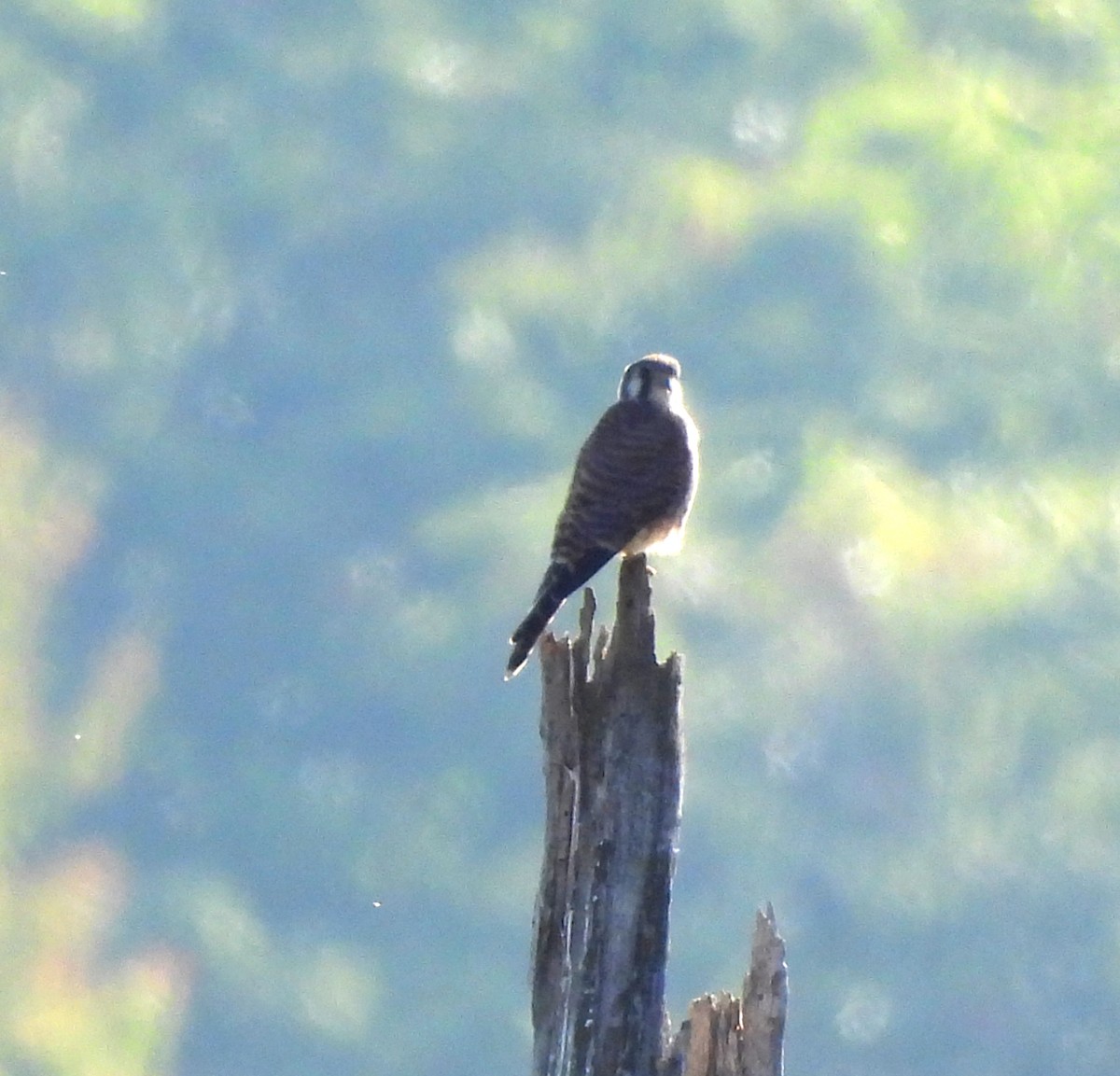 American Kestrel - ML641983330