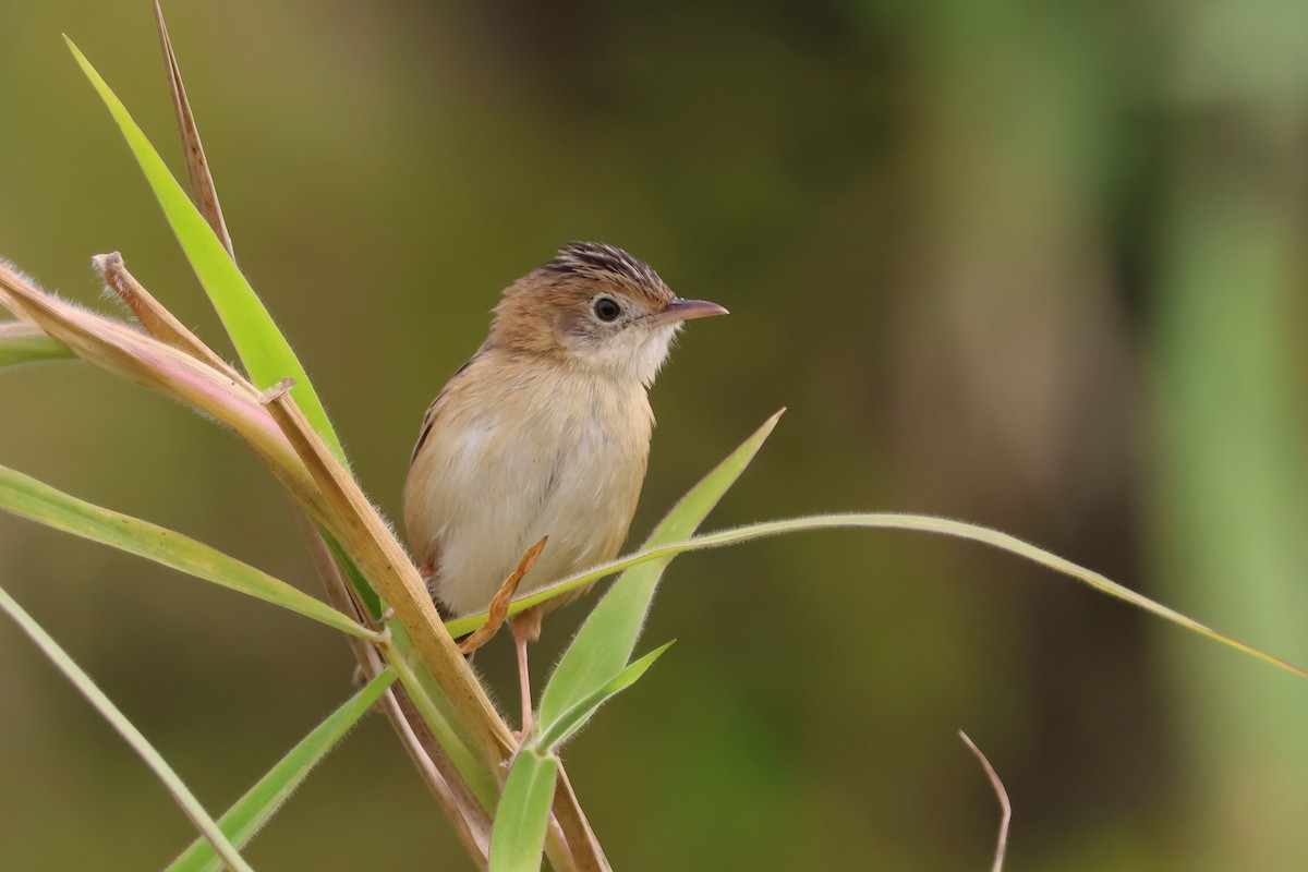 Golden-headed Cisticola - ML641983331