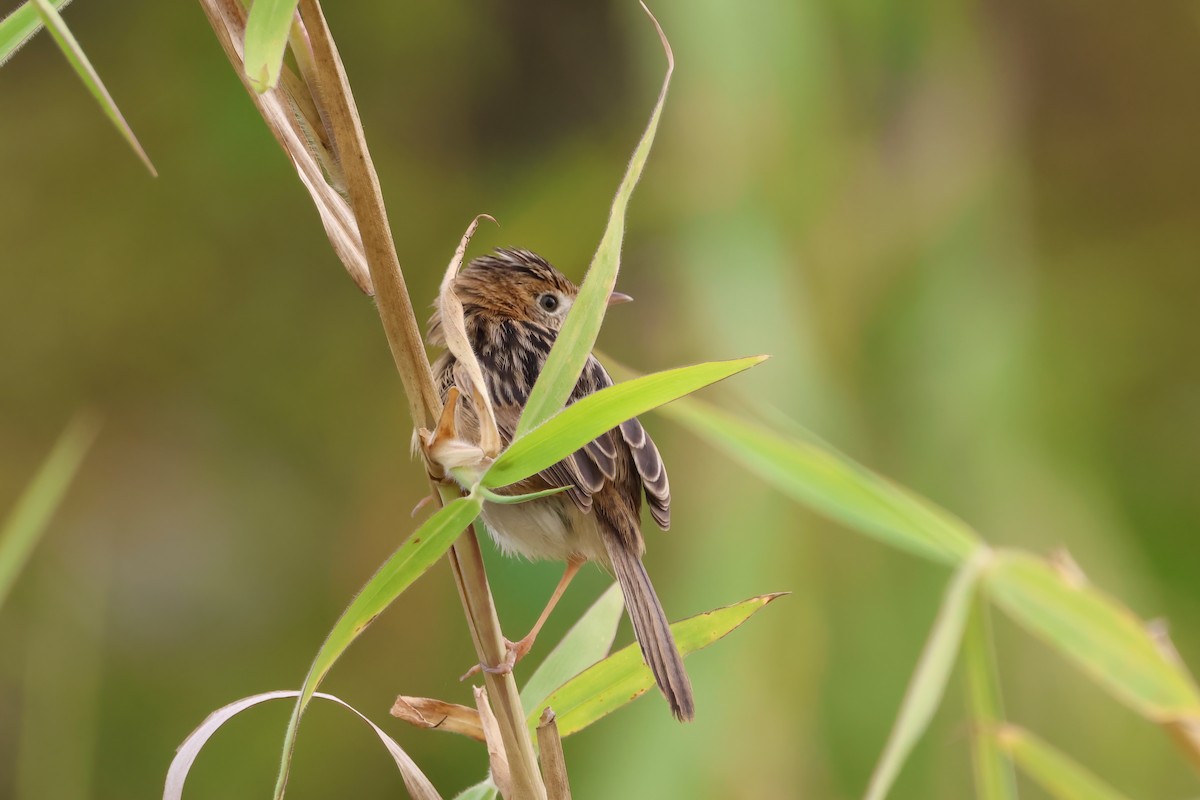 Golden-headed Cisticola - ML641983332
