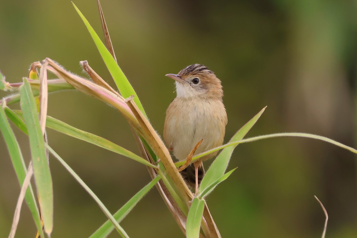 Golden-headed Cisticola - ML641983333
