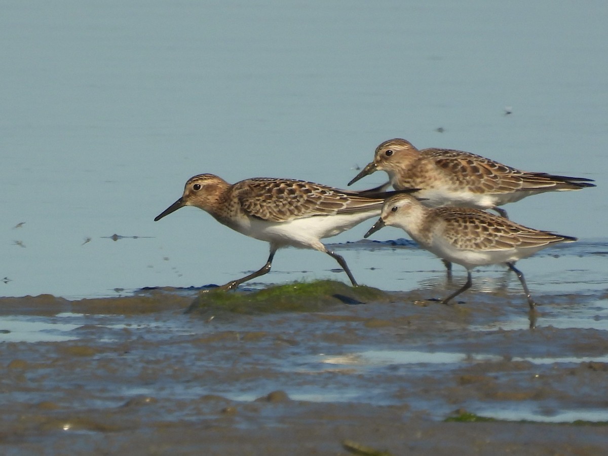 Semipalmated Sandpiper - ML641983345