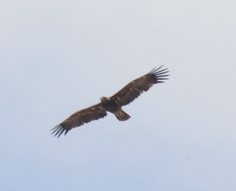 Tawny Eagle - ML641983353