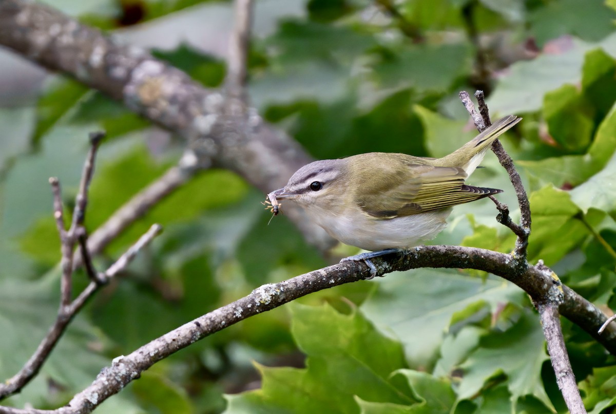 Red-eyed Vireo - ML641983357
