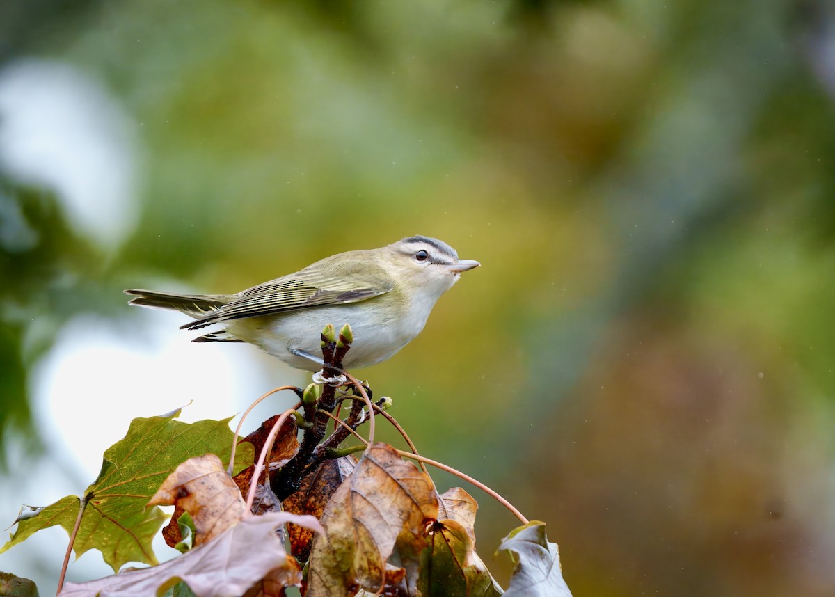 Red-eyed Vireo - ML641983358