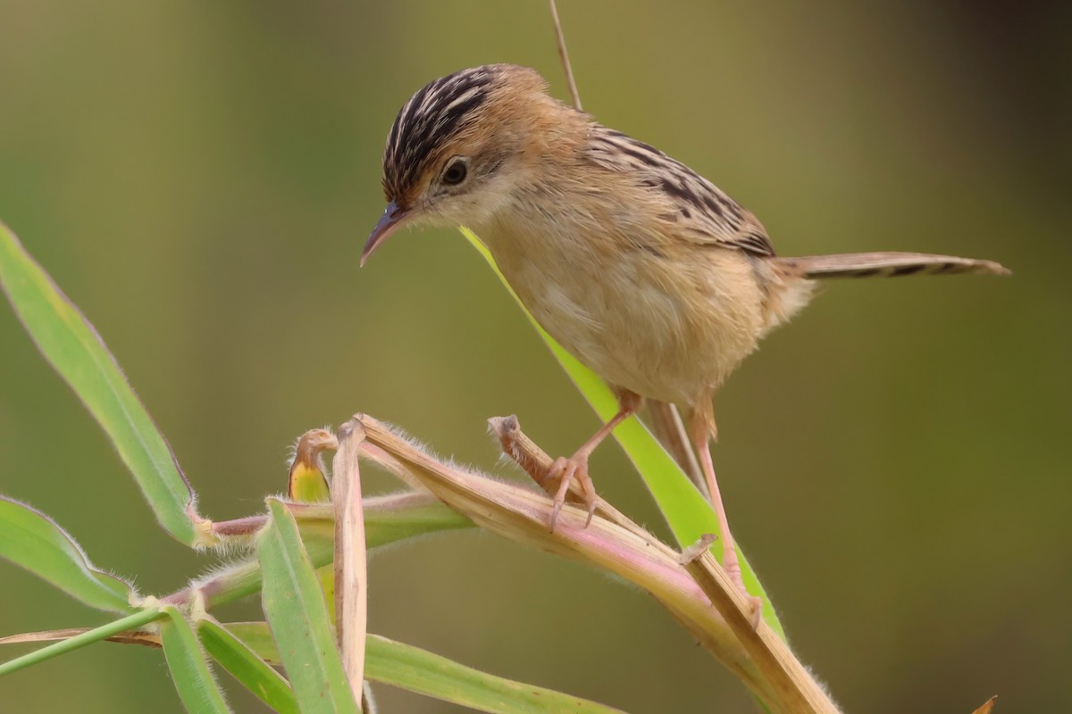 Golden-headed Cisticola - ML641983362