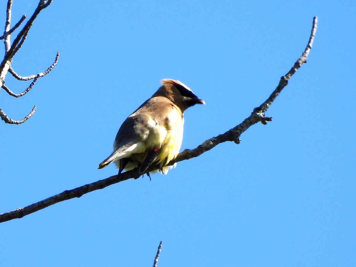 Cedar Waxwing - ML641983374