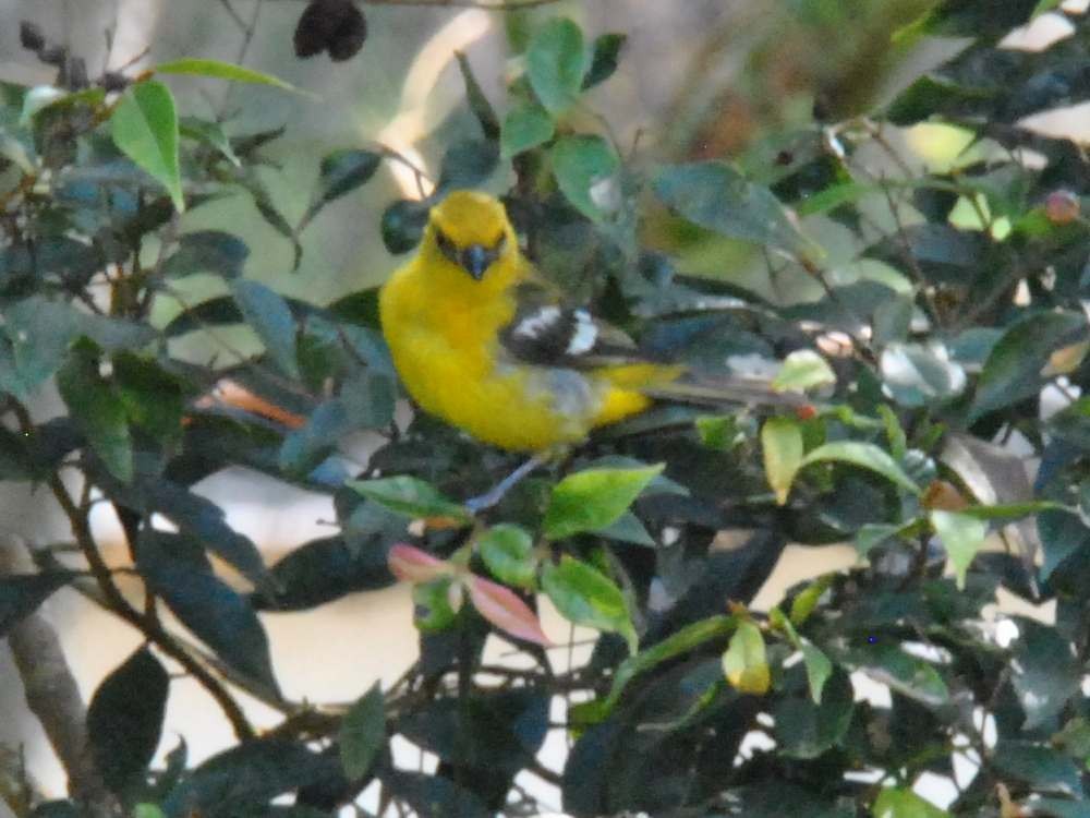 White-winged Tanager - ML641983375