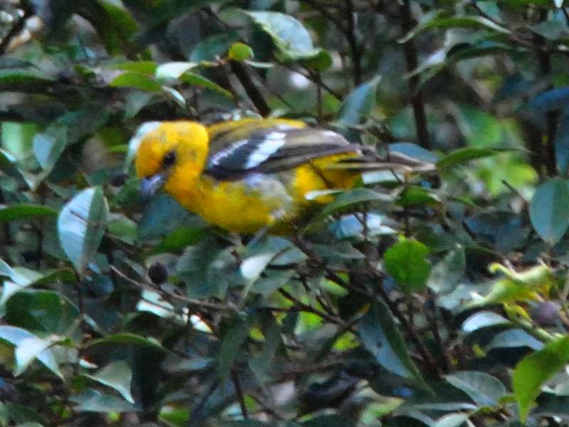 White-winged Tanager - ML641983384