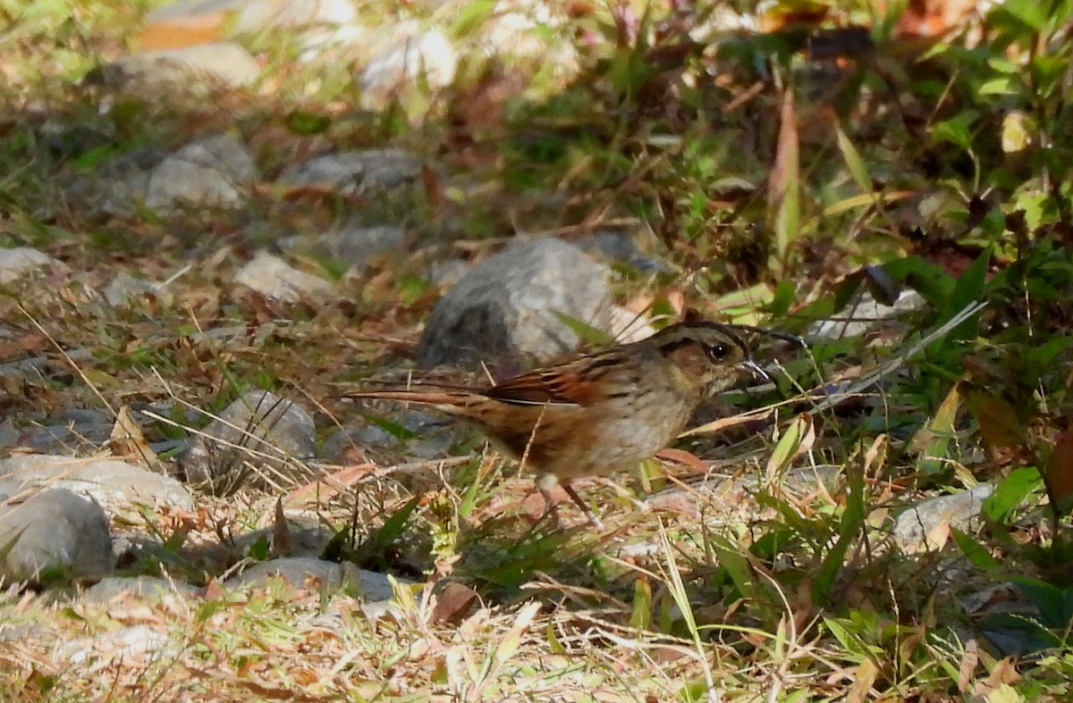 Swamp Sparrow - ML641983387