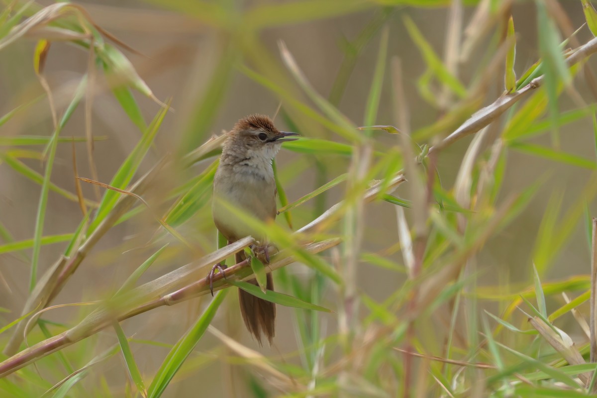 Tawny Grassbird - ML641983394