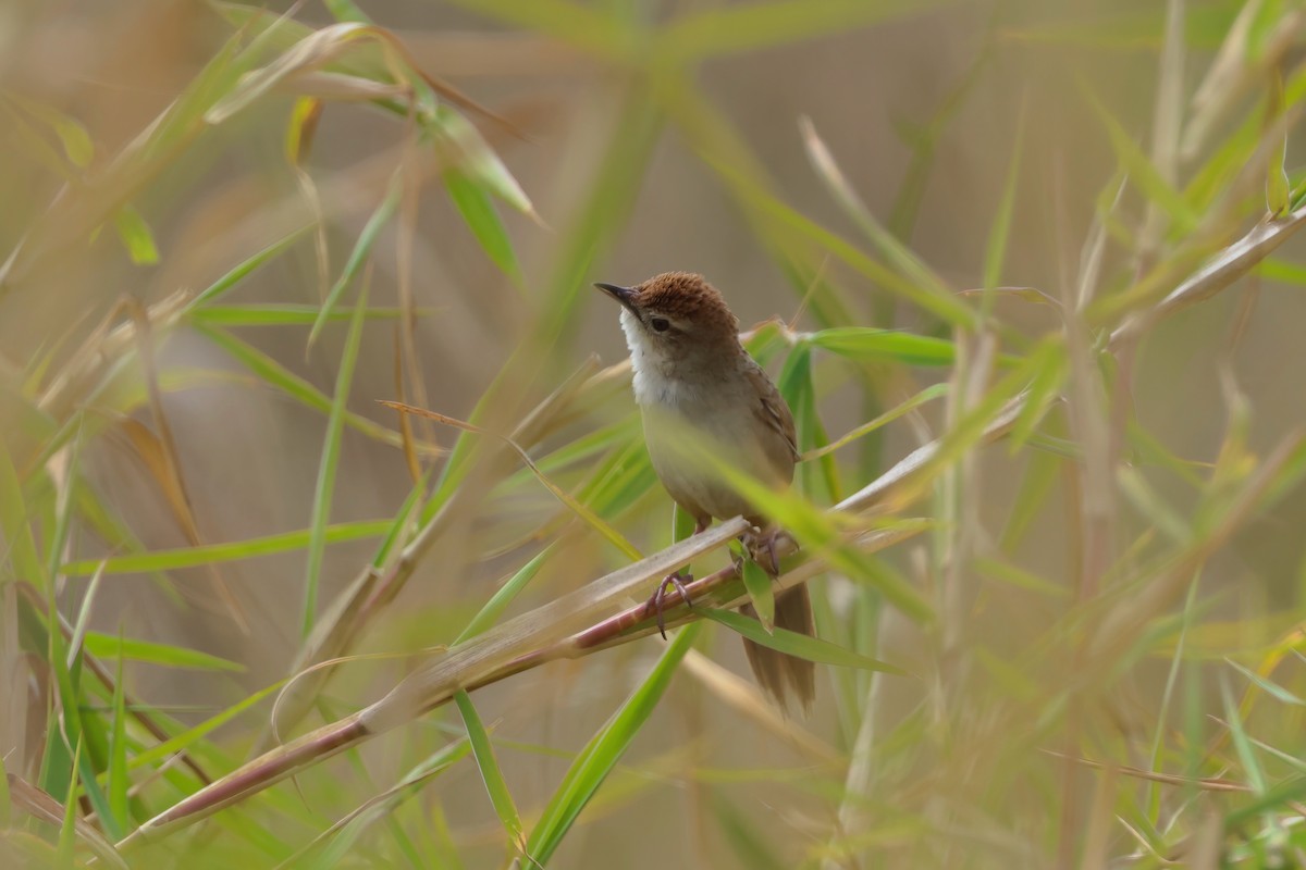 Tawny Grassbird - ML641983395