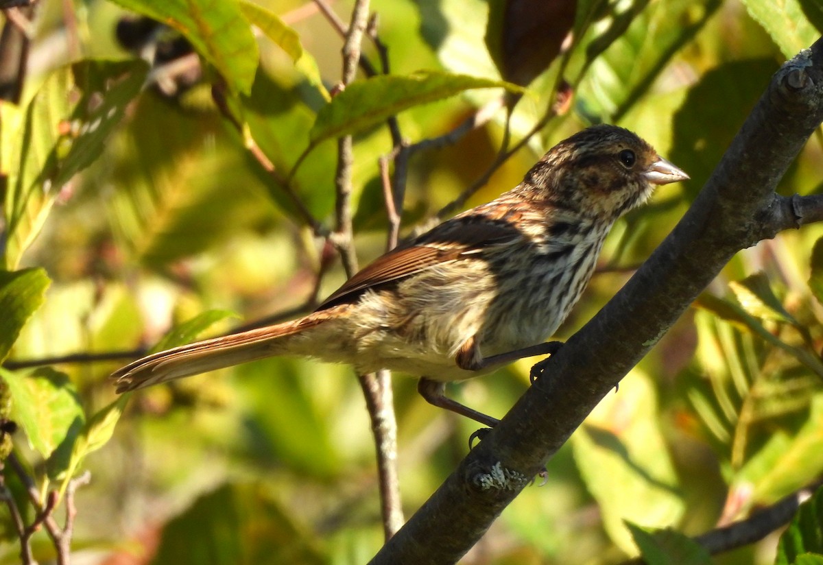 Song Sparrow - ML641983398