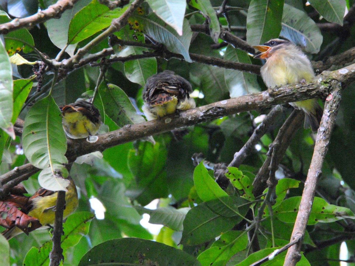 Golden-bellied Flycatcher - ML641983402