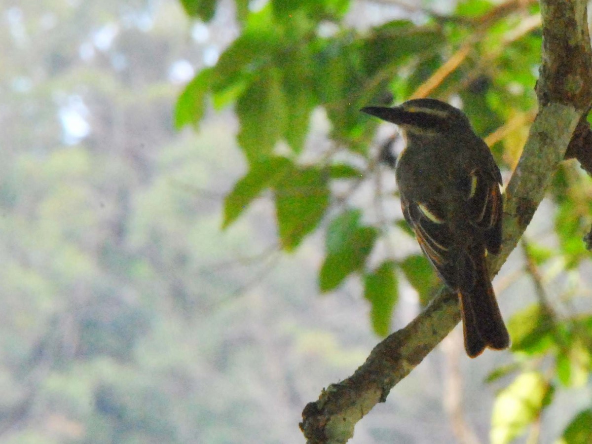 Golden-bellied Flycatcher - ML641983404