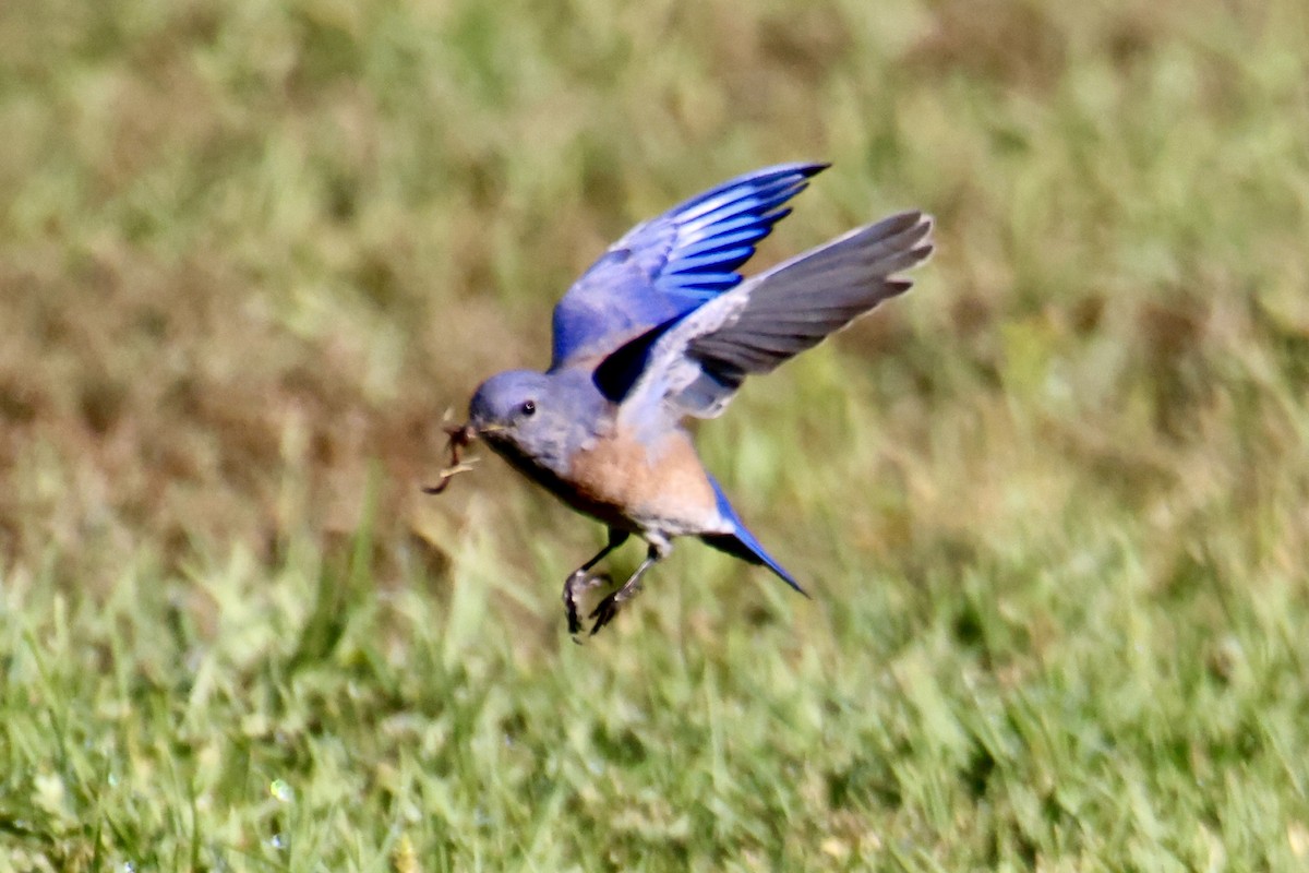Western Bluebird - ML641983405