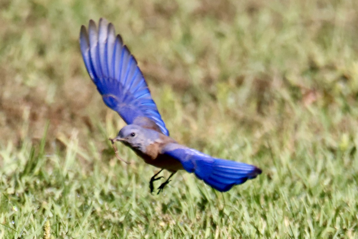 Western Bluebird - ML641983406