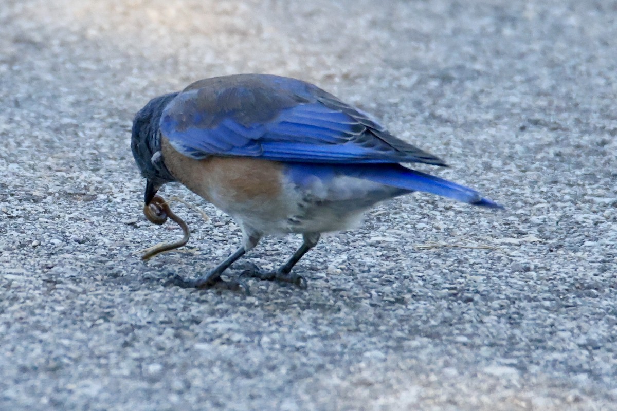Western Bluebird - ML641983407