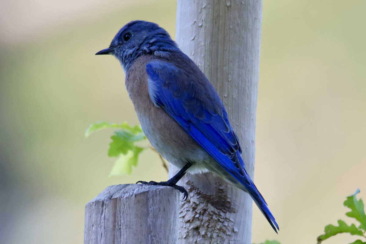 Western Bluebird - ML641983408