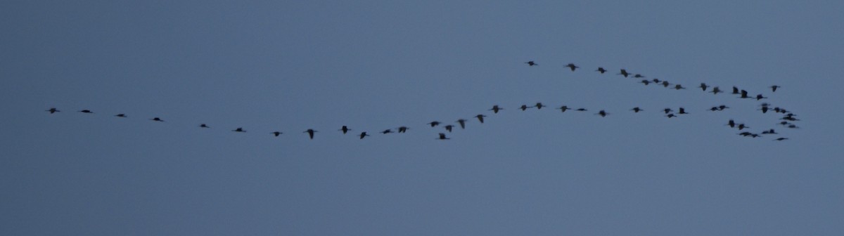 Beltzaran arrunta - ML641983410