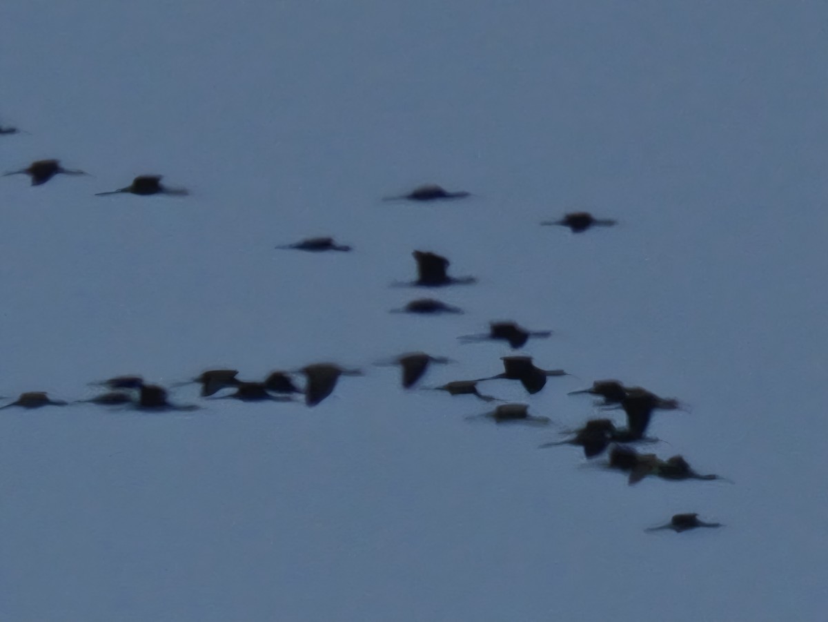 Beltzaran arrunta - ML641983411