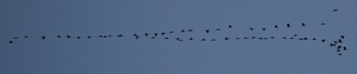 Beltzaran arrunta - ML641983412