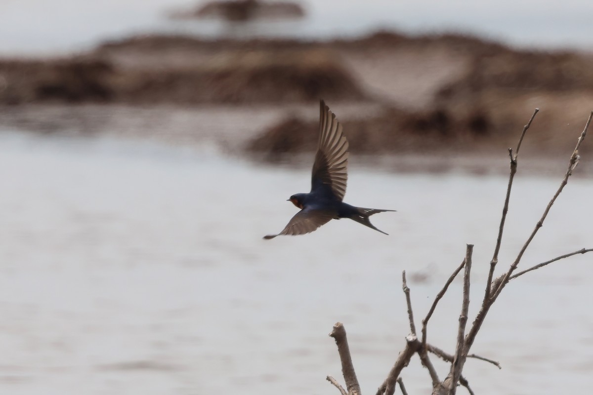 Welcome Swallow - ML641983413