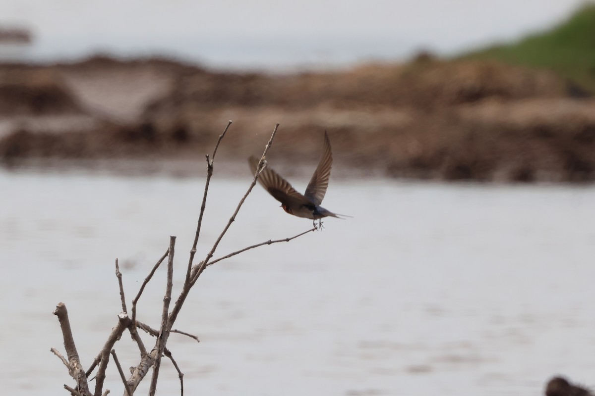 Welcome Swallow - ML641983414