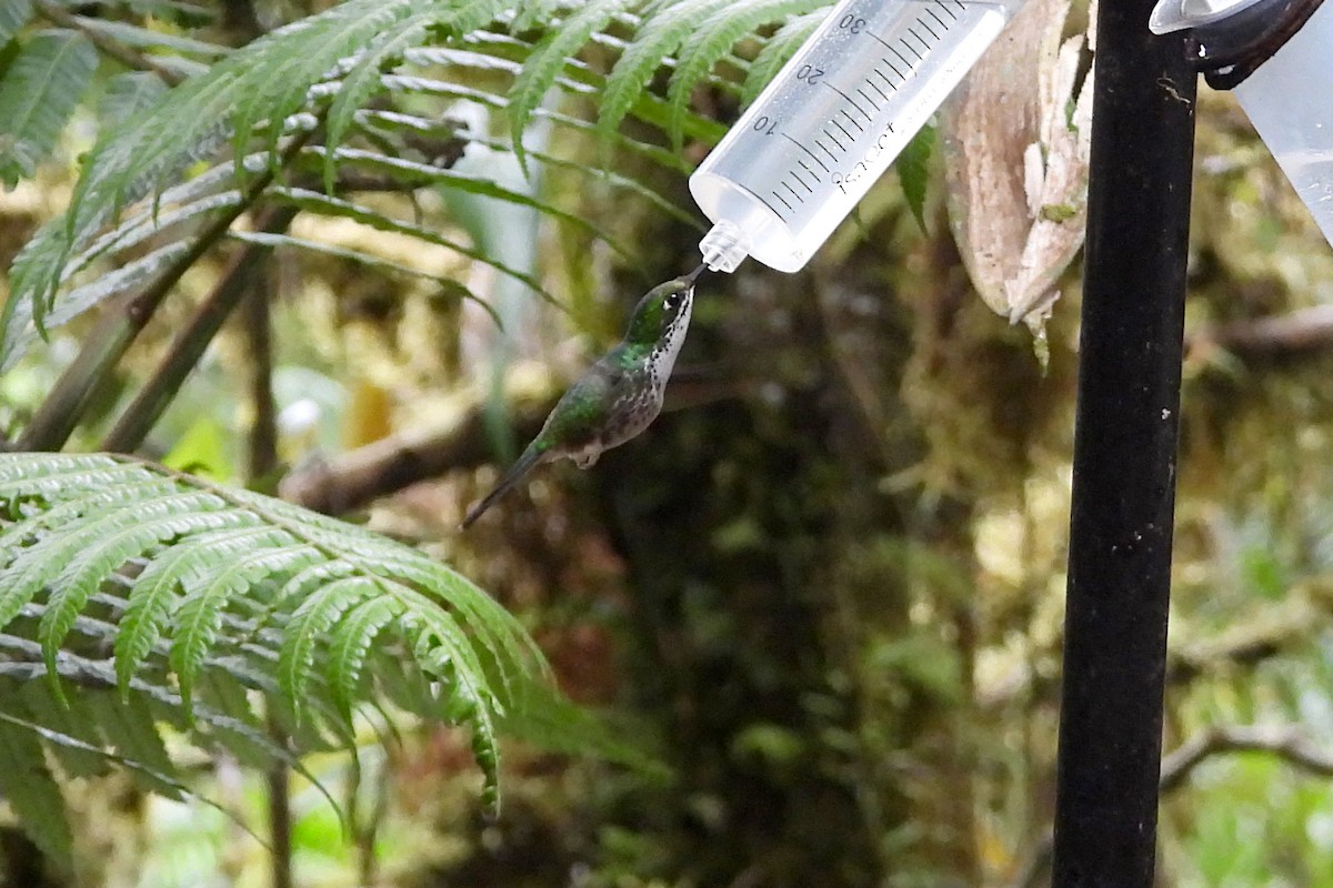 White-booted Racket-tail - ML641983417