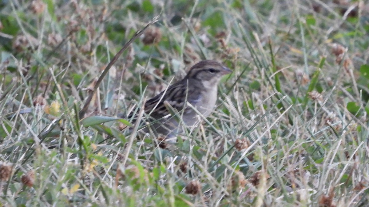 Chipping Sparrow - ML641983435
