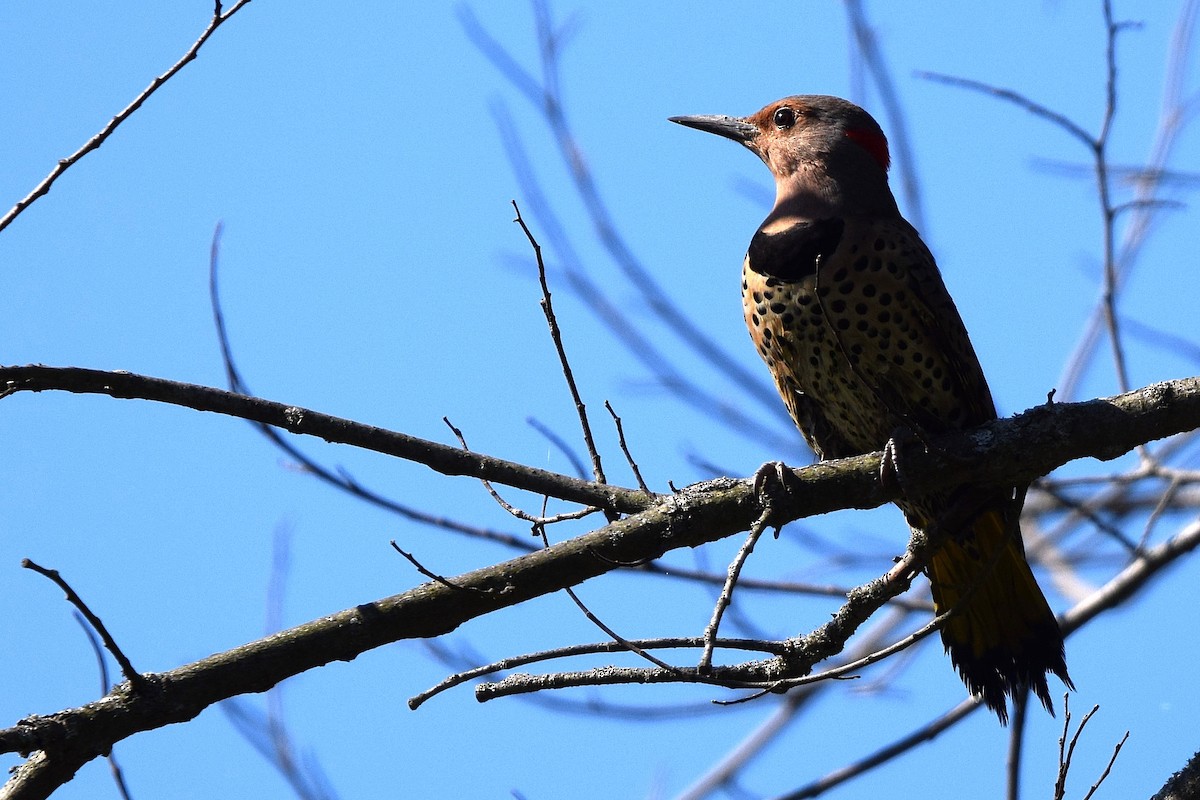 Northern Flicker (Yellow-shafted) - ML641983438