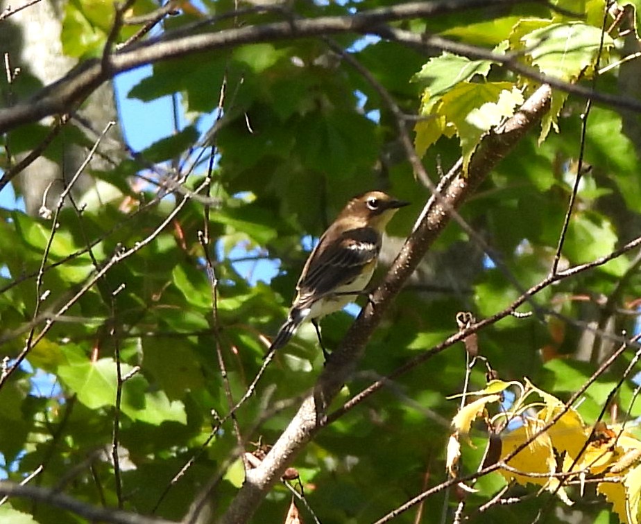 Yellow-rumped Warbler - ML641983440