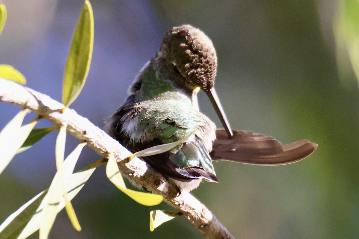 Anna's Hummingbird - ML641983441