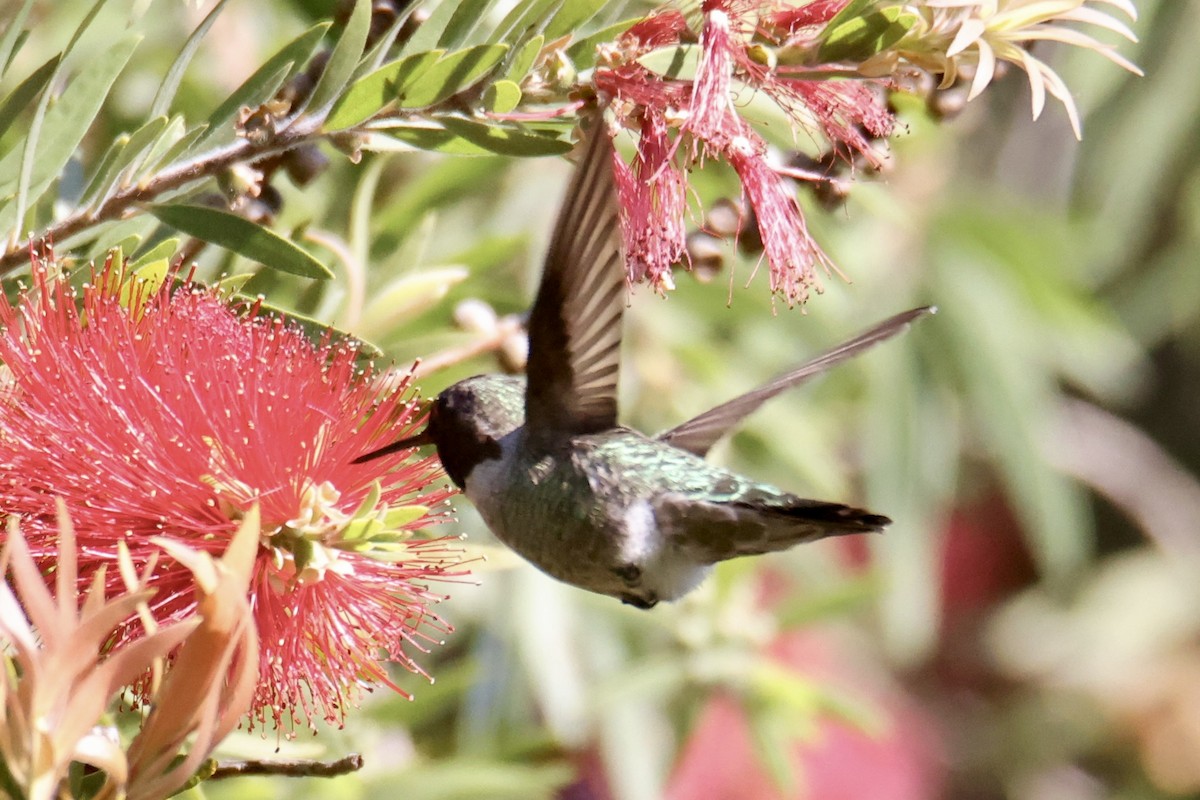 Anna's Hummingbird - ML641983443