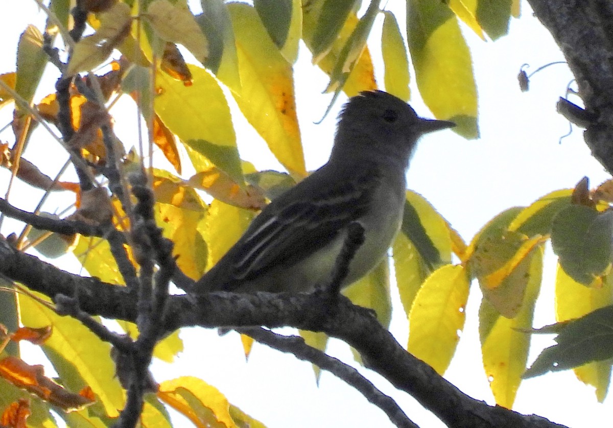 Great Crested Flycatcher - ML641983446